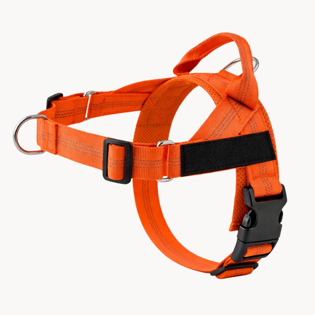 Casoria — Harnais Anti-Traction pour Chien