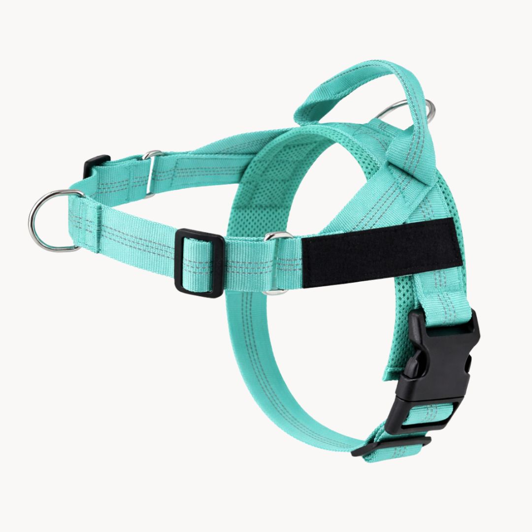 Casoria — Harnais Anti-Traction pour Chien