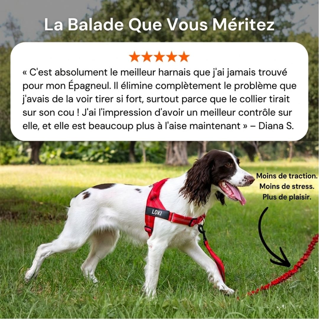Casoria — Harnais Anti-Traction pour Chien