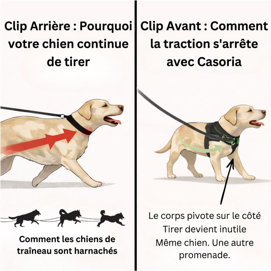 Casoria — Harnais Anti-Traction pour Chien