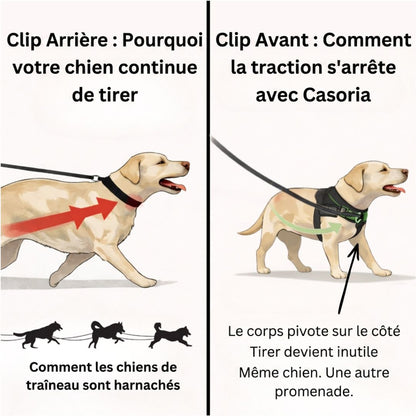 Casoria — Harnais Anti-Traction pour Chien
