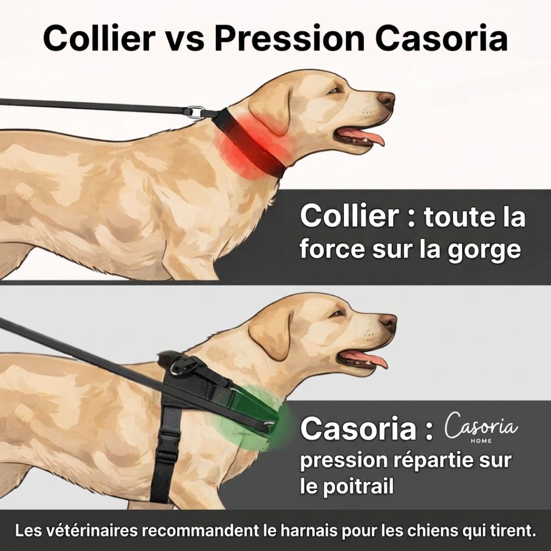 Casoria — Harnais Anti-Traction pour Chien
