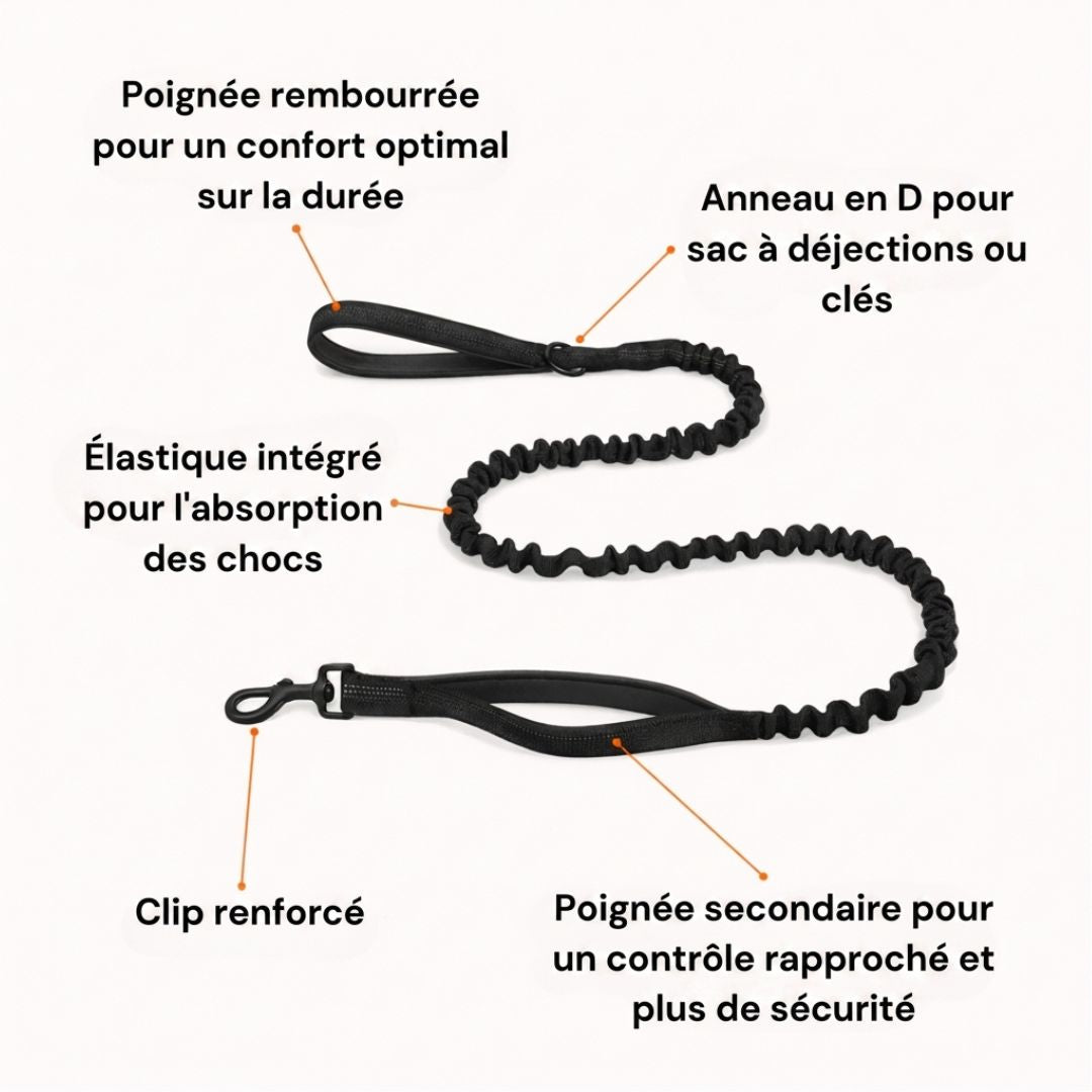 Casoria — Harnais Anti-Traction pour Chien